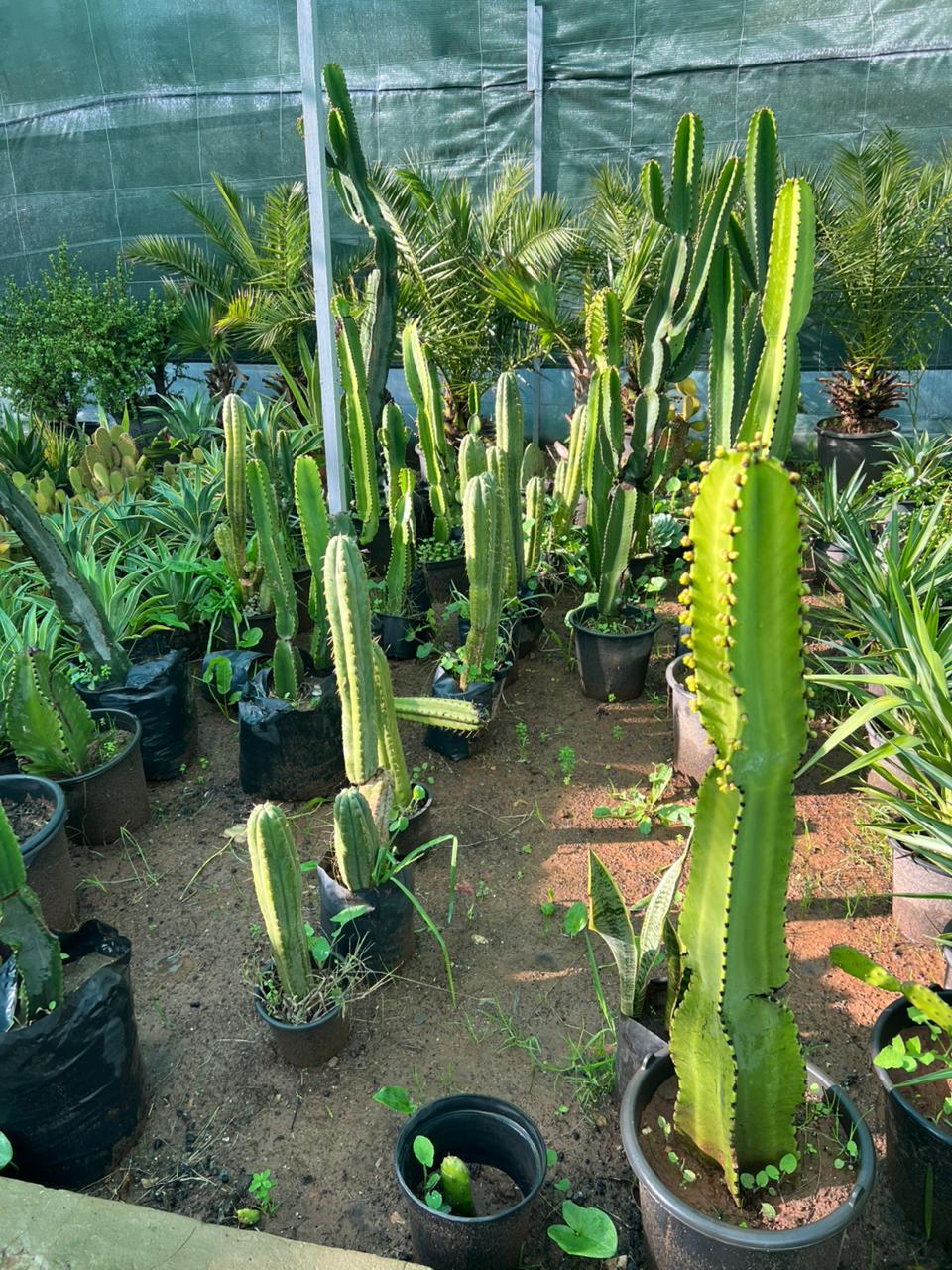 Euphorbia ingens - Vue principale